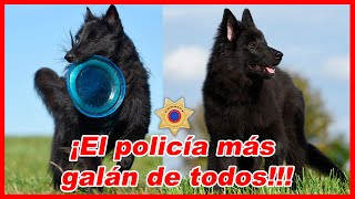 Pastor belga GROENENDAEL – CARACTERÍSTICAS y curiosidades 🐕 [upl. by Enyalaj681]