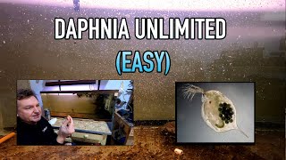 How I Raise Daphnia Water Fleas And You Can Too [upl. by Leamse]