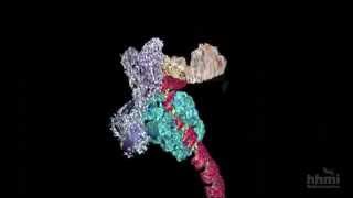 DNA Transcription Advanced Detail  HHMI BioInteractive Video [upl. by Ahsekyt]