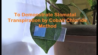 Cobalt Chloride Experiment to demonstrate Transpiration [upl. by Xila777]