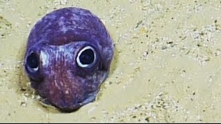 Cute Bobtail Squid  Nautilus Live [upl. by Ynatsed]