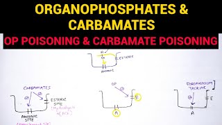 Autonomic Pharmacology  7  Organophosphates amp Carbamate Poisoning  EOMS [upl. by Arotak]