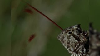 The Horned Lizards Bloody Defense [upl. by Topping]