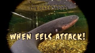 When Eels Attack [upl. by Aneras26]