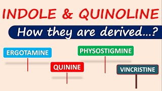 Indole and Quinoline alkaloids  How they are derived [upl. by Larochelle254]