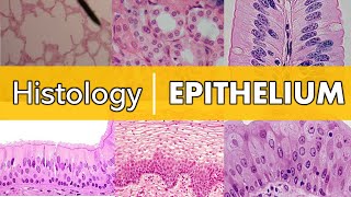 Histology  Epithelium [upl. by Oknuj]