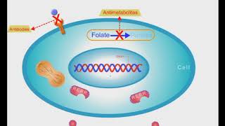 Anticancer Drugs short animation video [upl. by Maximilien]