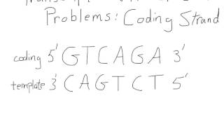 Transcription and Translation For A Coding Strand [upl. by Bocoj]