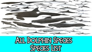 All Dolphin Species  Species List [upl. by Iahk]