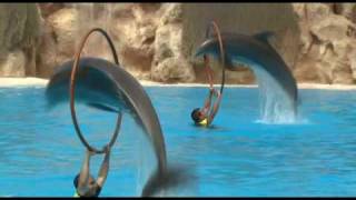 Delfines  Loro Parque [upl. by Ayerdna]