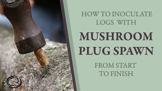 Inoculating Mushroom Logs With Plug Spawn From Start to Finish [upl. by Sidalg786]