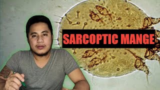 Sarcoptic Mange  Galis Aso Symptoms Causes and Treatment  TAGALOG  CITYBEARS VLOG9 [upl. by Arv]