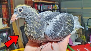 Hand Raising My Baby Pigeon [upl. by Erdrich]