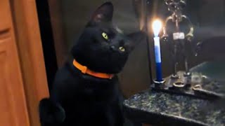 Curious Cat Smacks A Candle [upl. by Cyb421]