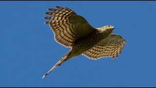 Sparrowhawk Bird Call Bird Song [upl. by Vivica383]