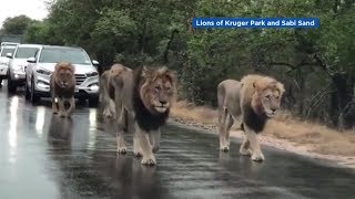 Group of casually strolling lions blocks traffic in South Africa [upl. by Bergerac]