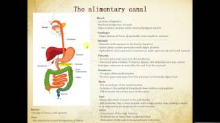 IGCSE BIOLOGY REVISION  Syllabus 72 The alimentary canal [upl. by Moseley]