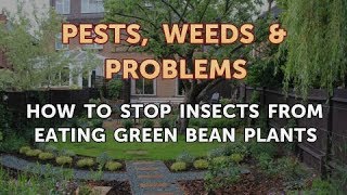 How to Stop Insects From Eating Green Bean Plants [upl. by Minoru]