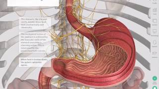 The GastroIntestinal Tract  Complete Anatomy [upl. by Laidlaw]