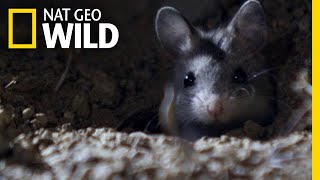 The Grasshopper Mouse Is a Killer Howling Rodent  Nat Geo Wild [upl. by Charmian]