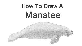 How to Draw a Manatee [upl. by Rolat]