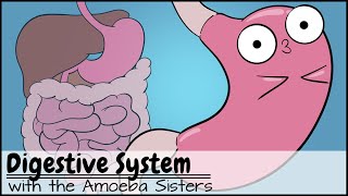 Digestive System [upl. by Sorvats115]