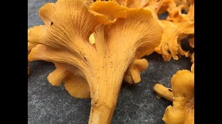 Chanterelle Mushroom amp Jack OLantern Identification [upl. by Sidhu]