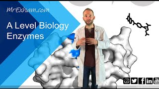 Enzymes Part 1  Structure function and rates  A Level Biology [upl. by Okemak183]