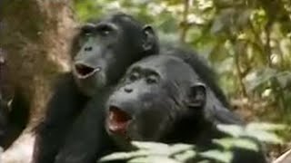 Chimps vs Red Colobus Monkeys  BBC Studios [upl. by Che]