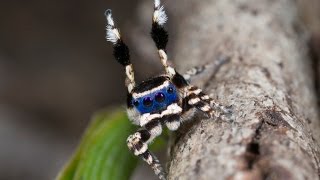 Peacock Spider 13 Maratus personatus [upl. by Brittne]