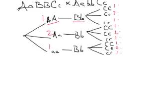 Using branch diagrams [upl. by Jamil]