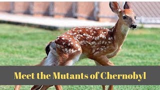 Animals of Chernobyl Meet the Mutants [upl. by Caswell]