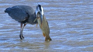 Great Blue Heron eats huge fish at Bosque del Apache NWR [upl. by Esinek]