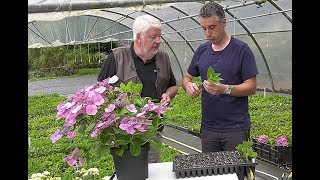 BOUTURER PLANTER ET TAILLER LES HORTENSIAS [upl. by Anelrac]