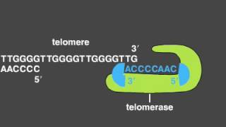 Telomere Replication [upl. by Nosduh]