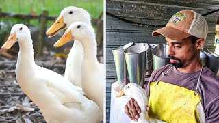 How to PROCESS DUCKS for Meat  Polyface Farm [upl. by Nerret]