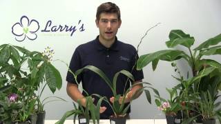 How to Grow Oncidium Orchids  Complete Growig Guide [upl. by Retla]