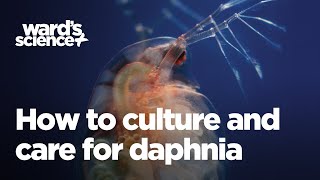 Caring and Culturing for Daphnia [upl. by Aric]