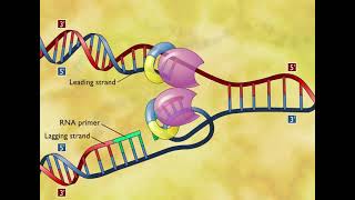 DNA Replication 3D Animation [upl. by Ordnaxela]