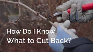 How Do I Know What to Cut Back Pruning Shrubs vs Herbaceous Perennials [upl. by Gnivre91]