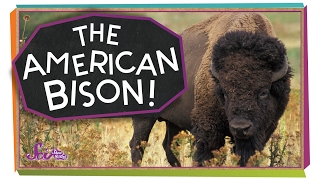 Meet the American Bison [upl. by Elleral]