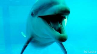 Dolphins sounds Sonidos de delfines [upl. by Paluas]