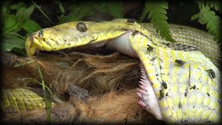 Python Eats Goat 01 Stock Footage [upl. by Eahsan]