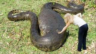 Worlds LARGEST Snakes EVER [upl. by Inilahs40]