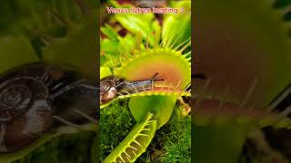 Venus flytrap hunting 3 wildlife nature fun [upl. by Araik]