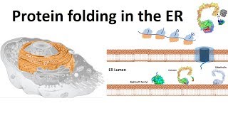 protein folding in the ER [upl. by Cirillo816]