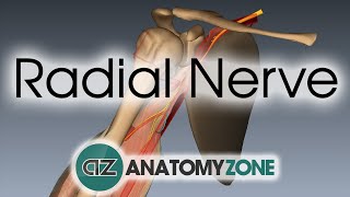 Radial Nerve  3D Anatomy Tutorial [upl. by Toll778]