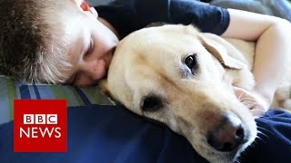 Autism dog Caddie makes Crufts finals  BBC News [upl. by Koblas]