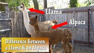 Llama vs Alpaca  Whats the difference [upl. by Kile]