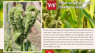 Finger millet seed to seed [upl. by Melvina704]